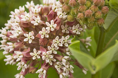 milkweed